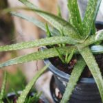 Aloe Vera Plant