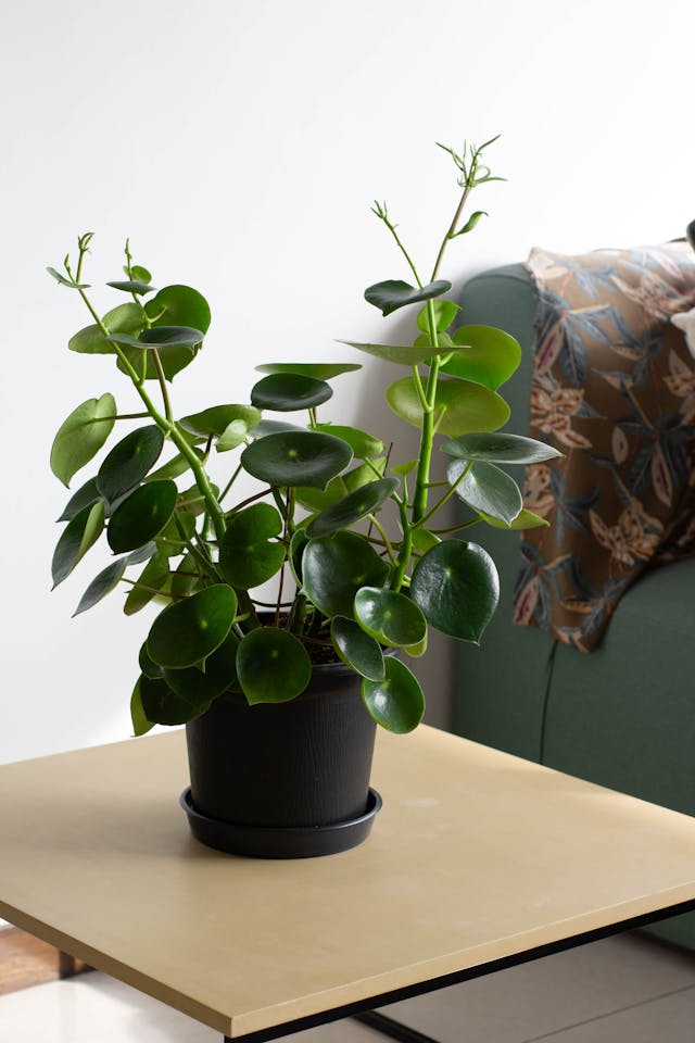 Baby rubber plant (Peperomia obtusifolia) low light indoor plant in black pot
