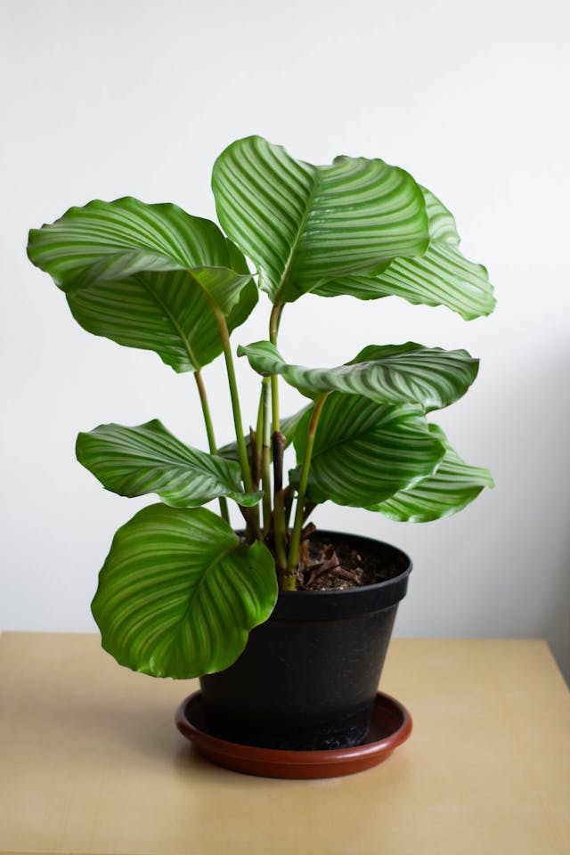 Calathea (Calathea spp.) low light indoor plant in black pot