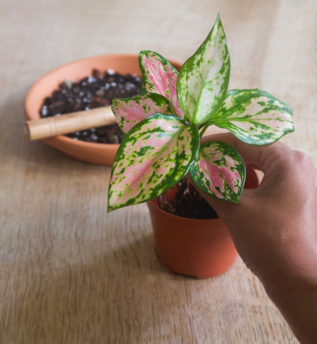 Chinese Evergreen (Aglaonema) low light indoor plant in terracotta pot