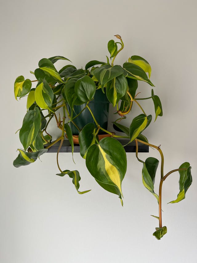 Heartleaf Philodendron in a pot