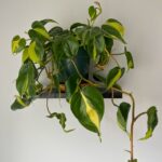 heart-leaf philodendron