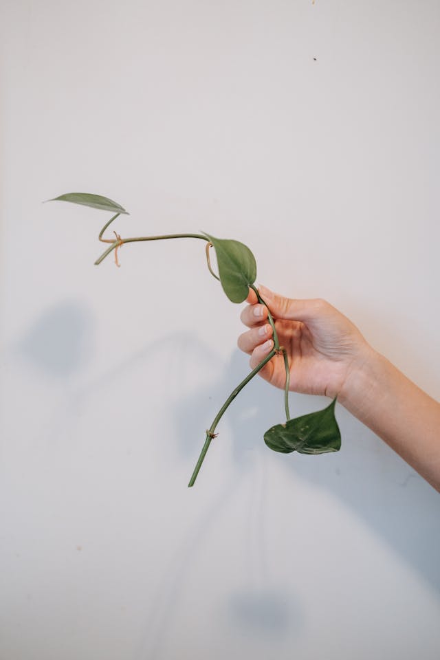 heartleaf philodendron cutting
