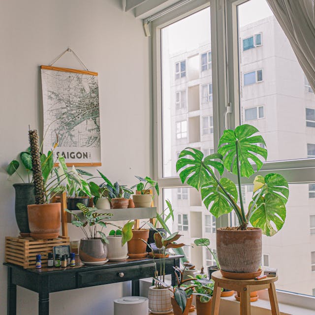 low light indoor plants