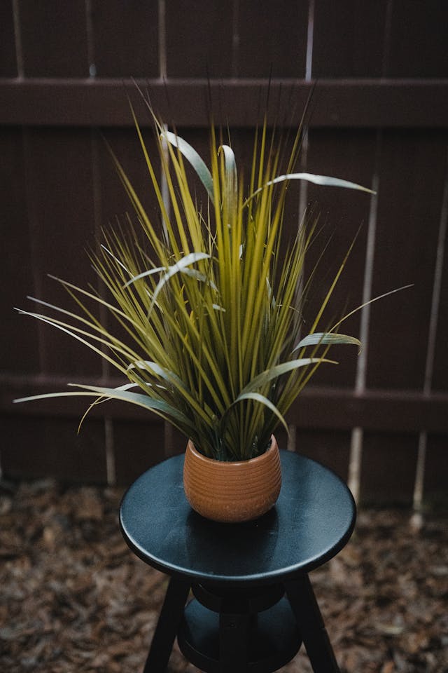 Madagascar Dragon Tree (Dracaena marginata) low light indoor plant in a terracotta pot