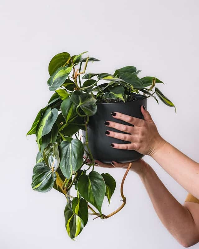 Philodendron Brasil in a pot