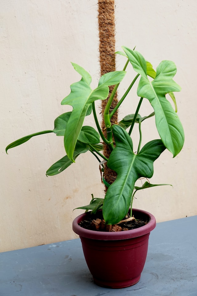 Philodendron Florida Green in a pot
