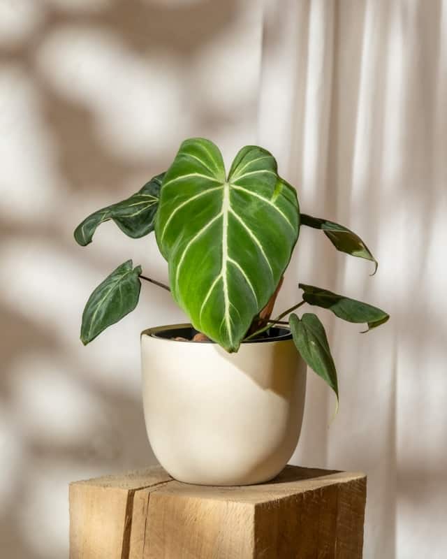 Philodendron Gloriosum in a pot