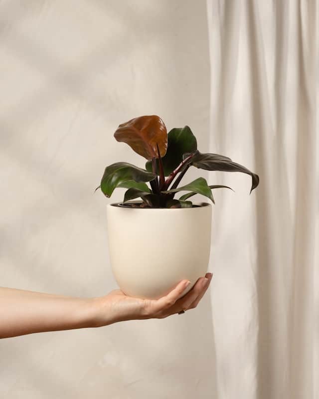 Philodendron Imperial Red in a pot