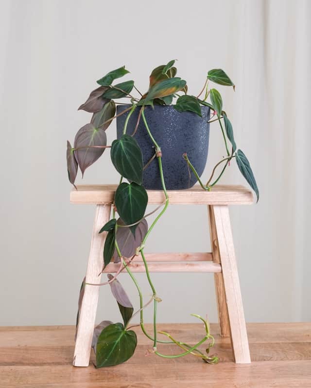 Philodendron Micans in a pot