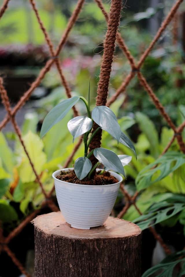 Philodendron Silver Sword in a pot
