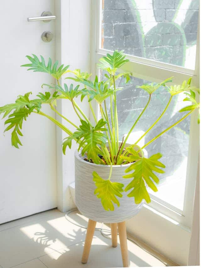 Philodendron Xanadu in a pot