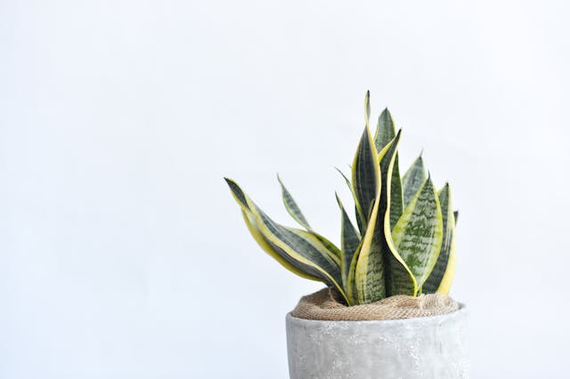 Snake Plant (Dracaena trifasciata) low light  indoor plant in a grey pot