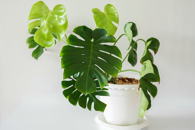 Swiss cheese plant (Monstera deliciosa) low light indoor plant in white pot