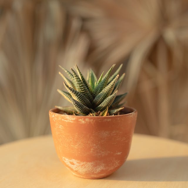 Zebra haworthia (Haworthiopsis attenuata) low light indoor plant in terracotta pot