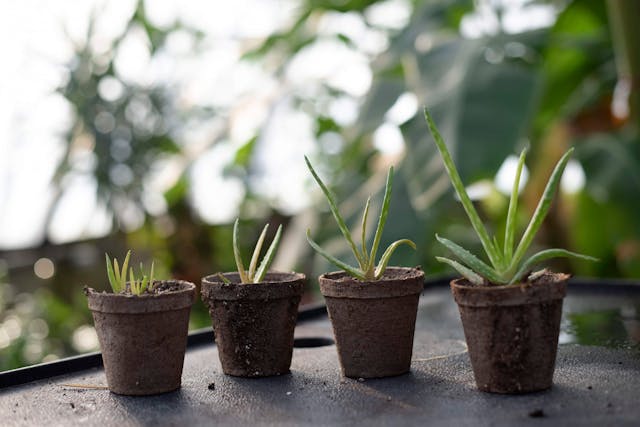 Growth stages of aloe vera grown from seed in small pots showing early propagation and development