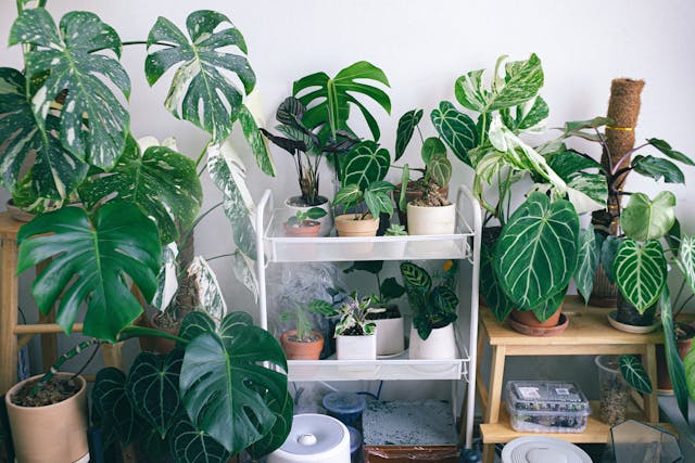 multiple philodendrons plants indoor shelf display