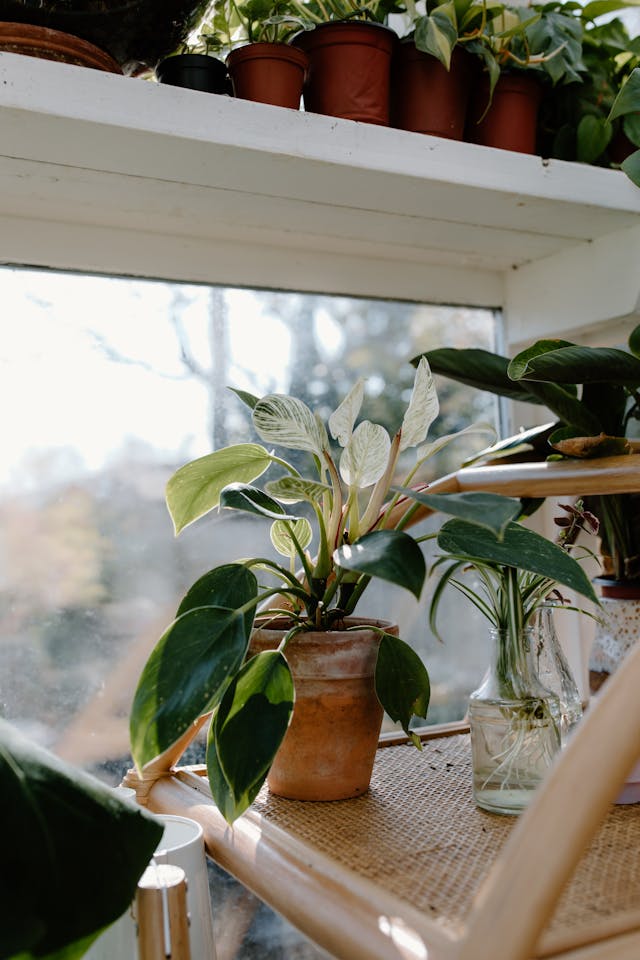 Philodendron Birkin in a pot