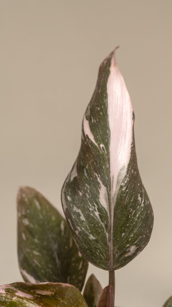 Philodendron Pink Princess leaves not pink