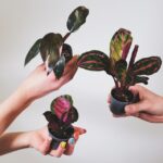 philodendron pink princess in three small pots