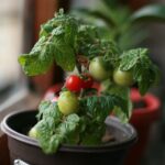 small tomato plant in pot