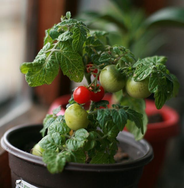 small tomato plant in pot