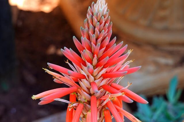 Aloe vera flower growing on a tall stalk above the plant