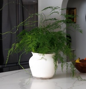 Asparagus Fern (Asparagus setaceus) in a white pot on a kitchen island