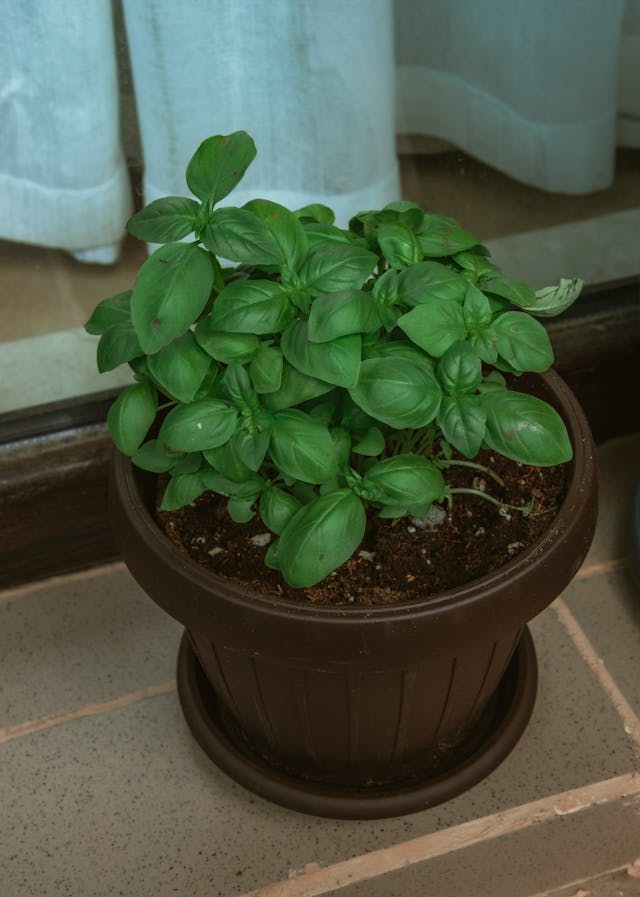 Basil (Ocimum basilicum) in a brown pot