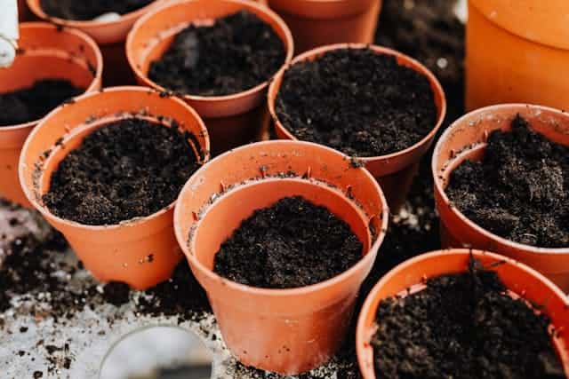 Best Soil for Indoor Vegetables