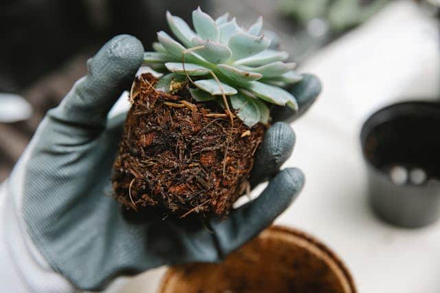Best Soil for Succulents