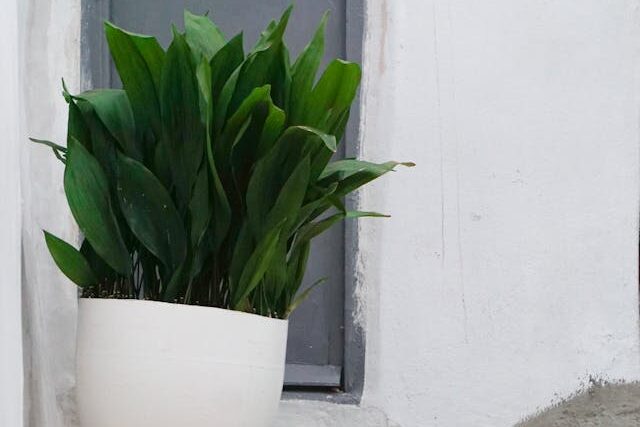 Cast iron plant (Aspidistra elatior) low light indoor plant in white pot