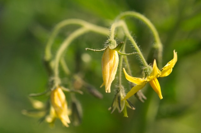 cherry tomatoes flowers