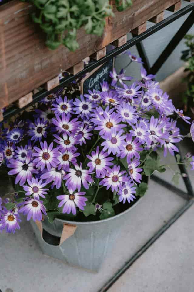 Cineraria (Pericallis × hybrida) in a steel pot