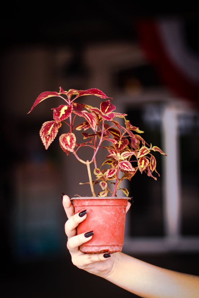 a person holding a Coleus (Plectranthus scutellarioides) in a pot