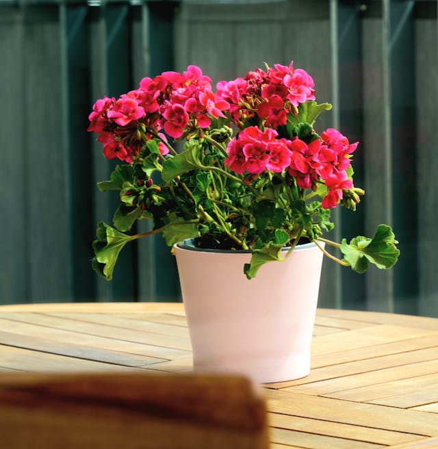 Geranium (Pelargonium) in a white pot on a table