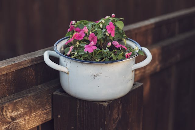Impatiens (Impatiens walleriana) in a white pot