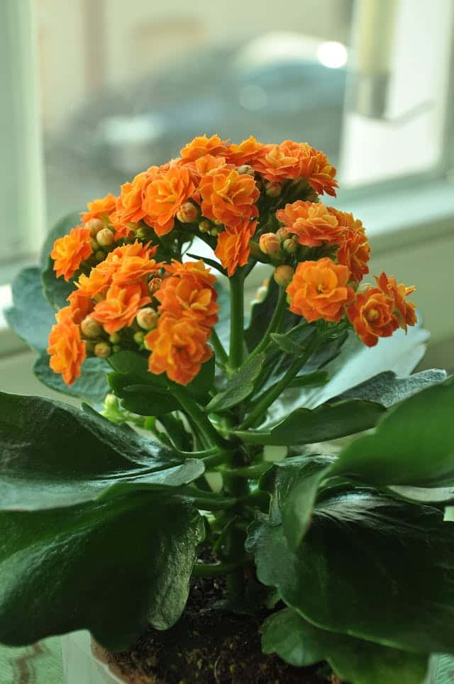 Kalanchoe (Kalanchoe blossfeldiana)