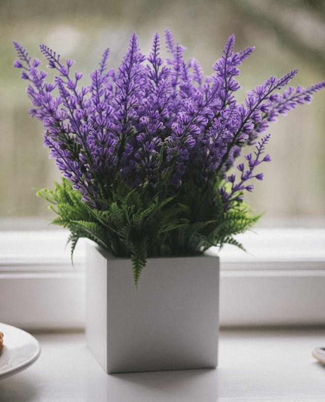 Lavender (Lavandula angustifolia) in a white square pot