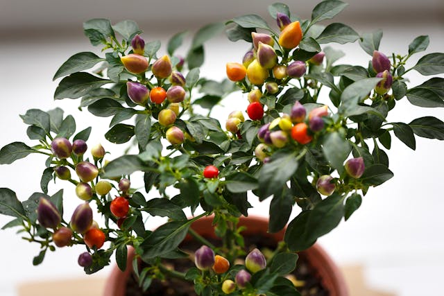 Ornamental Pepper (Capsicum annuum) in a brown pot