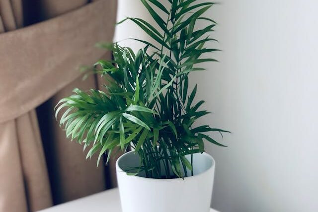 Parlor palm (Chamaedorea elegans) low light indoor plant in white pot
