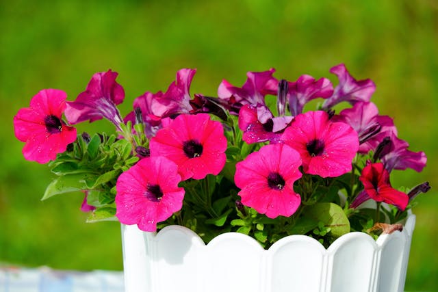 Petunia (Petunia hybrida) in a white pot
