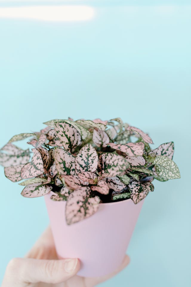 Polka Dot Plant (Hypoestes phyllostachya) in a pink pot