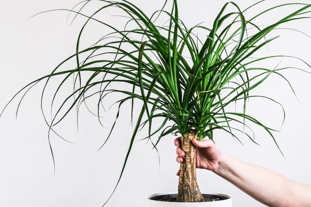 Ponytail palm (Beaucarnea recurvata) low light indoor plant in white pot