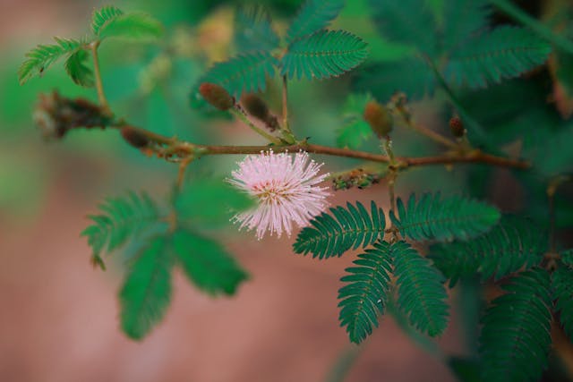 Sensitive Plant (Mimosa pudica) branch with leaves and a flower