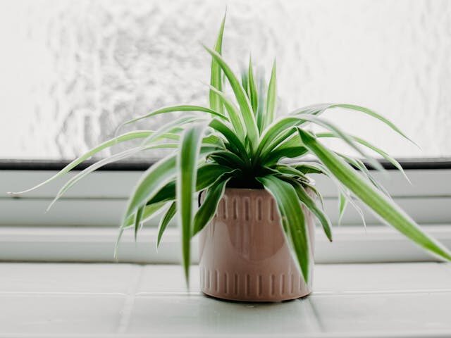 Spider Plant (Chlorophytum comosum) low light indoor plant in terracotta pot
