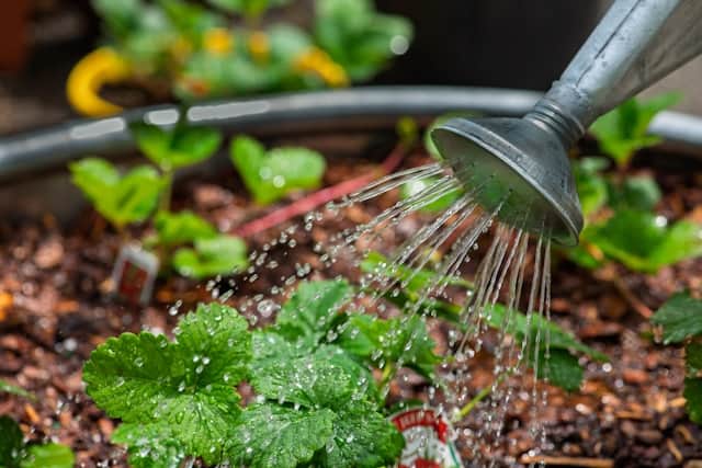 Water Requirements for Indoor Vegetables