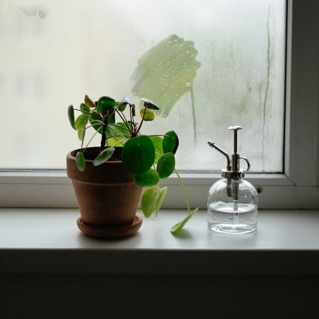 Why Humidity Is Important for Indoor Plants