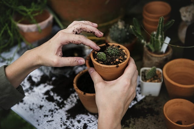 best soil for indoor plants