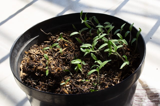 cherry tomato seedlings
